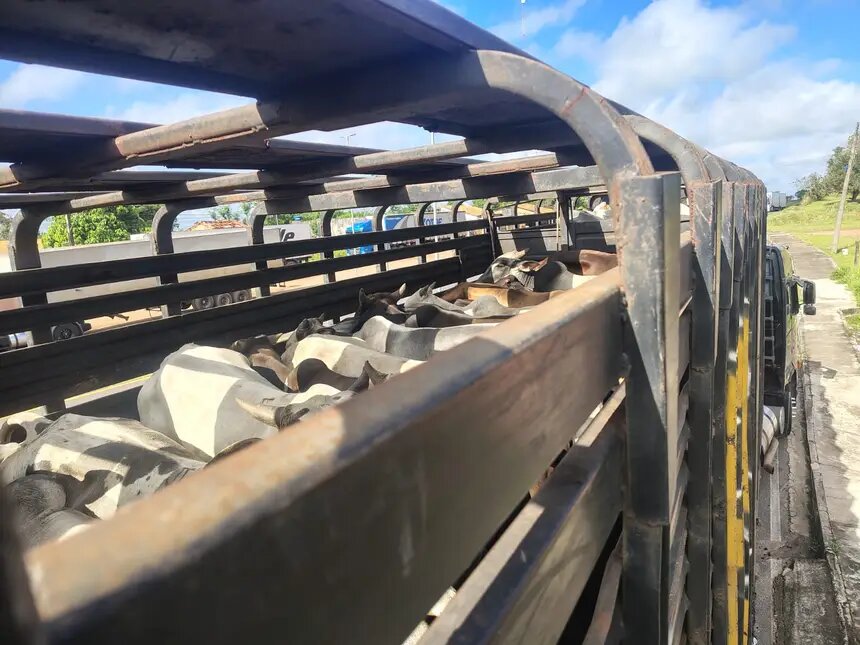 Sefa apreende 147 toneladas de soja e 75 cabeças de gado com irregularidades fiscais no Pará