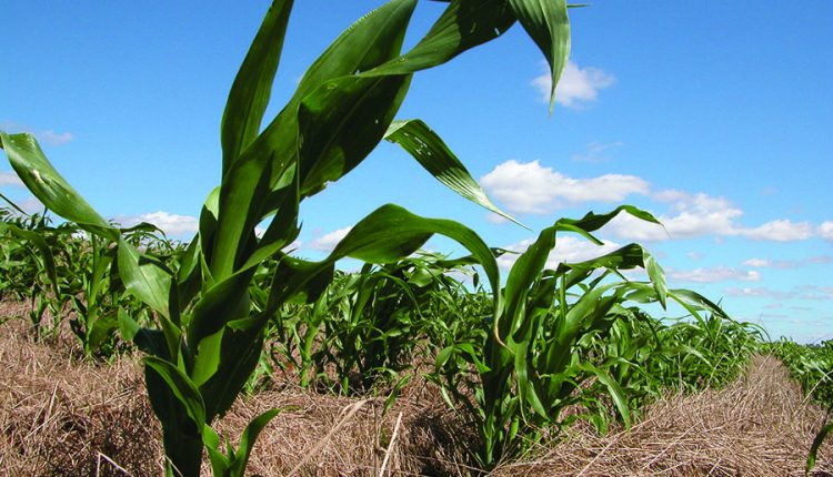 Deral: plantio de milho verão 2025/26 atinge 98% da área no PR