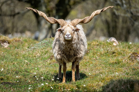 raça rara de ovelhas