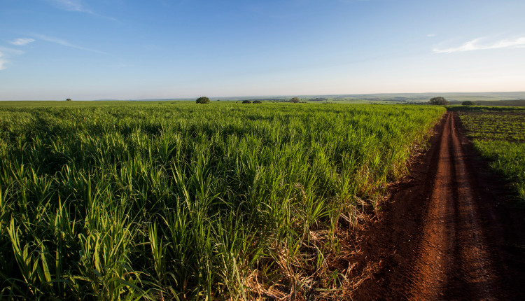IA auxilia na identificação de mamona, corda-de-viola e mucuna-preta no cultivo de cana-de-açúcar