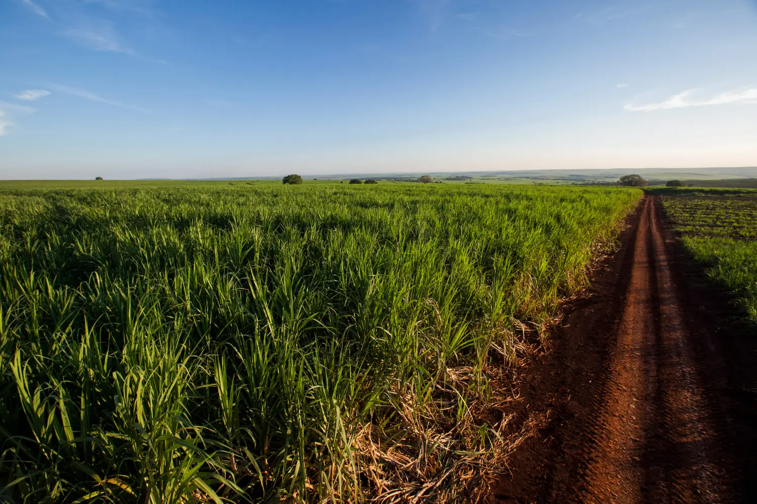 IA auxilia na identificação de mamona, corda-de-viola e mucuna-preta no cultivo de cana-de-açúcar