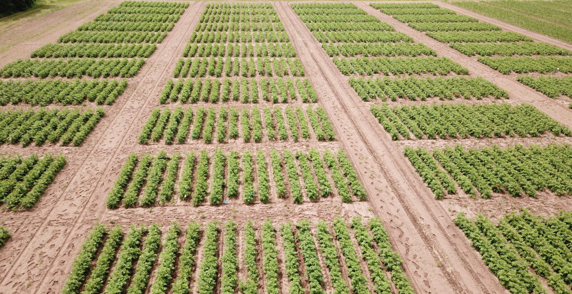 GreenLight Biosciences anuncia avanço na formulação de herbicida à base de RNA, promovendo um controle de plantas daninhas mais sustentável