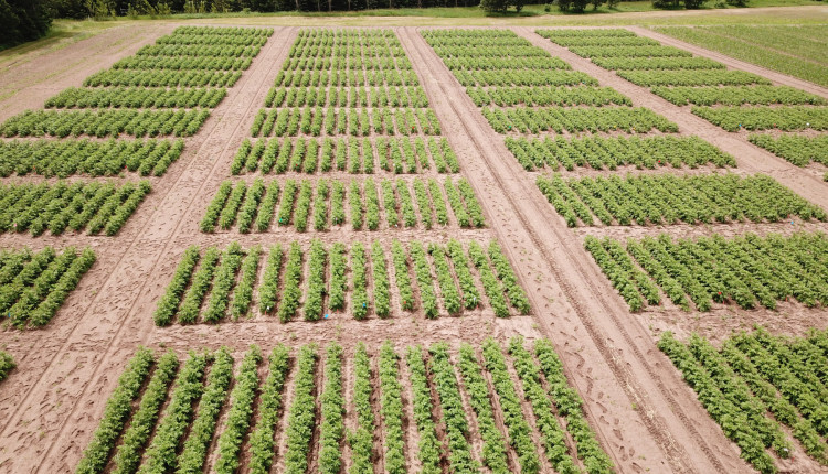 GreenLight Biosciences anuncia avanço na formulação de herbicida à base de RNA, promovendo um controle de plantas daninhas mais sustentável
