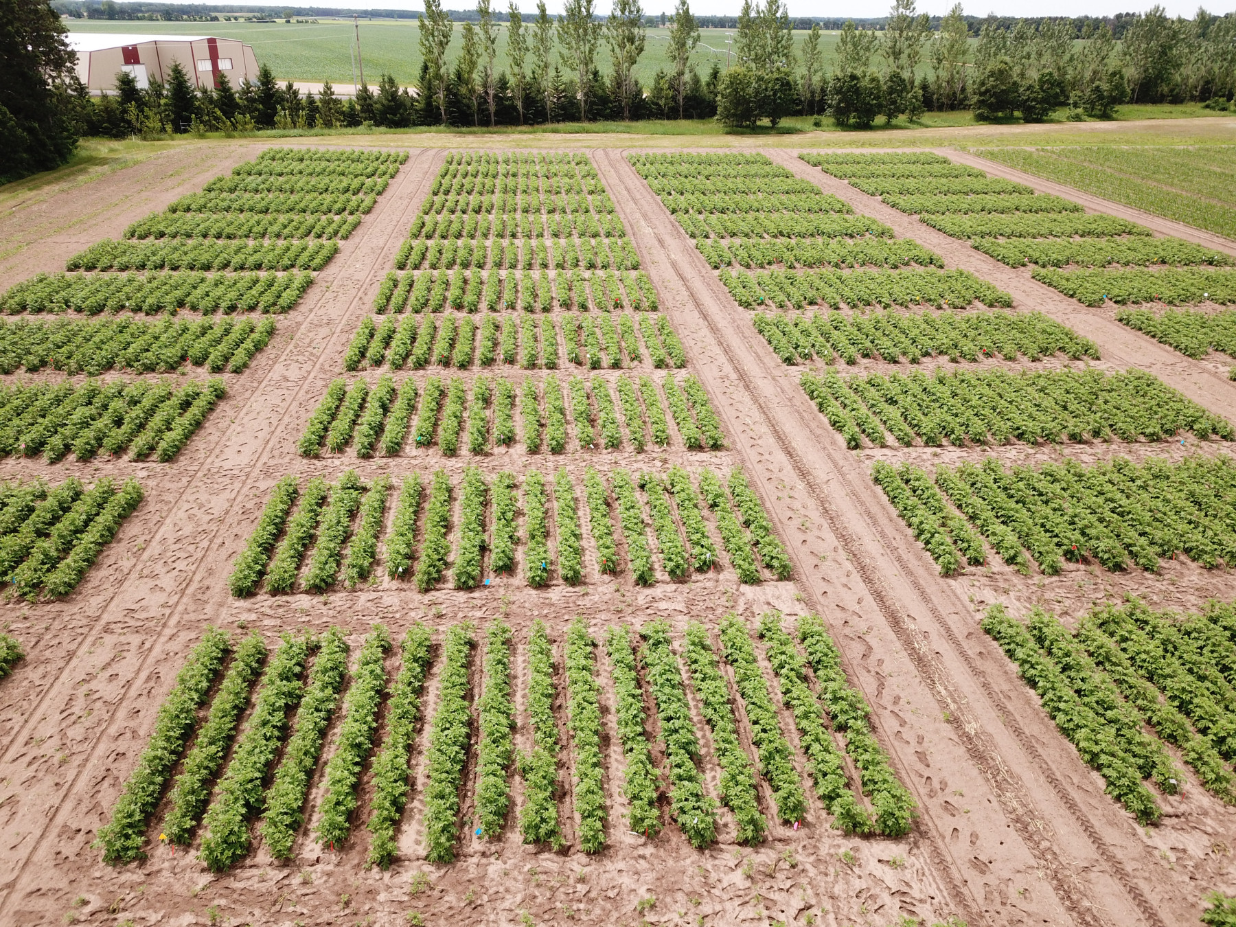 GreenLight Biosciences anuncia avanço na formulação de herbicida à base de RNA, promovendo um controle de plantas daninhas mais sustentável