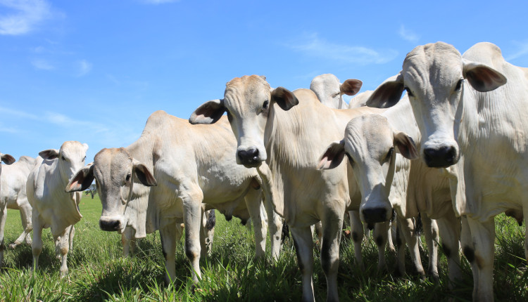 Desmame eficiente requer planejamento para garantir bem-estar dos animais