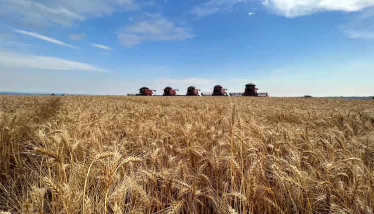 Moagem de trigo no Brasil cresceu 3% em 2024, aponta Abitrigo