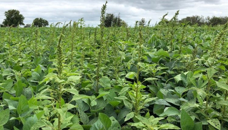 Resistência ao glifosato e fácil disseminação das sementes tornam essencial o uso de estratégias químicas, culturais e preventivas para evitar perdas de produtividade e aumento de custos no campo