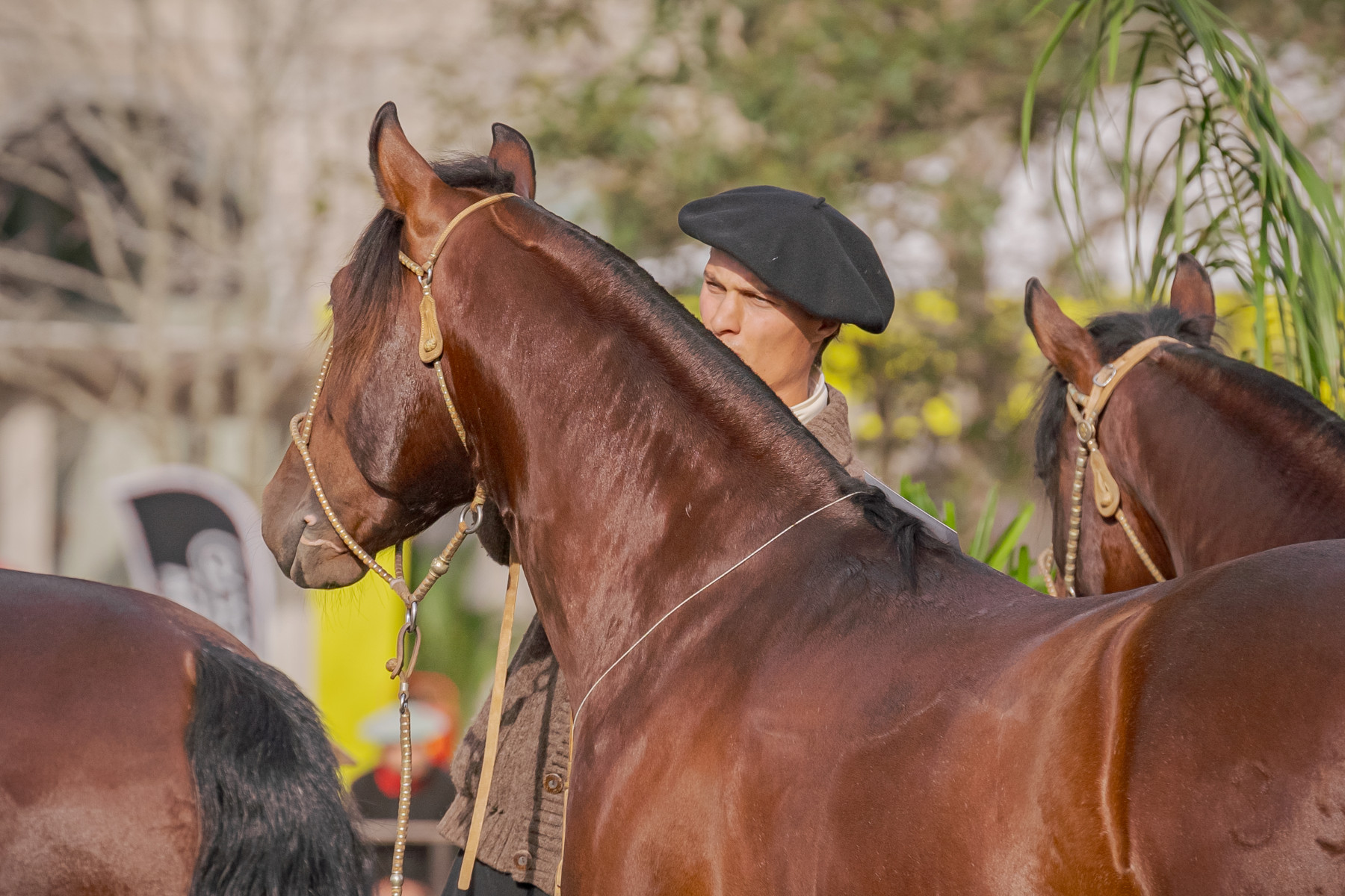 ABCCC: Animais credenciados na região Sul do RS disputam vaga ao Freio de Ouro 2025