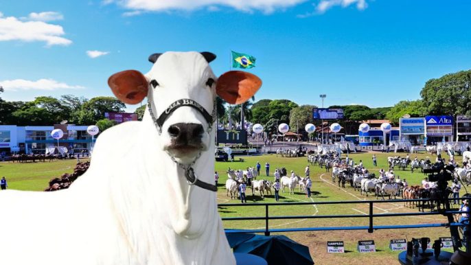 Conheça os Grandes Campeões e Campeãs da 90ª ExpoZebu