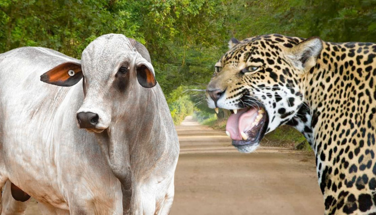 Encontro entre onca e touro nelore revela desafios da pecuaria brasileira - pocone portal do pantanal