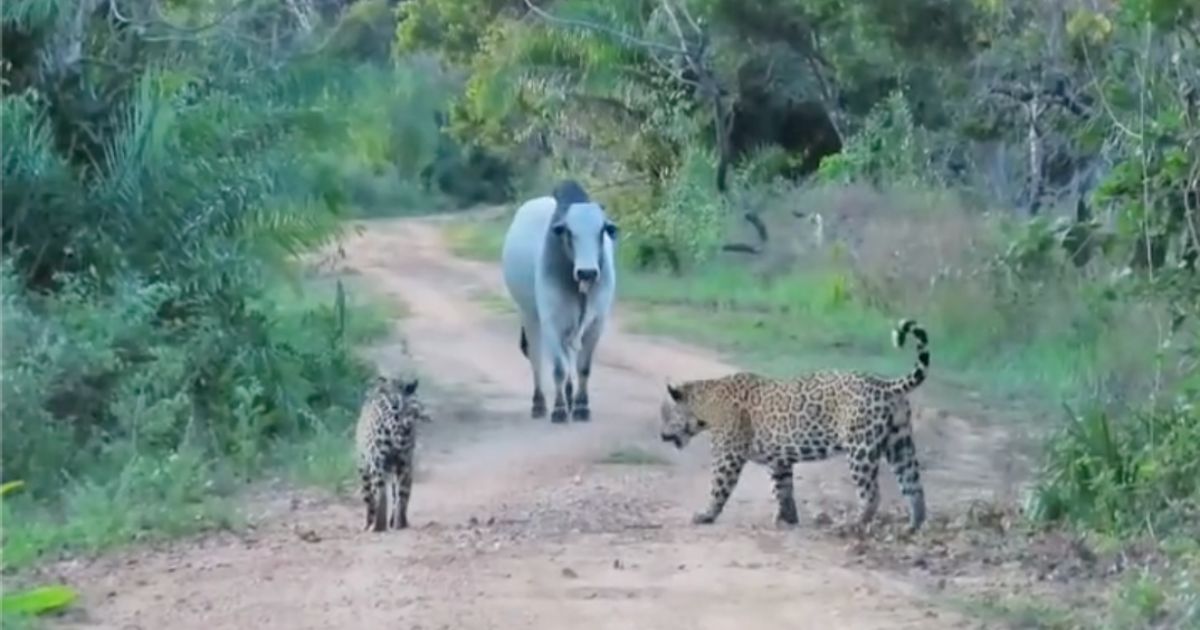 Encontro entre oncas e touro revela desafios da pecuaria brasileira - pocone portal do pantanal
