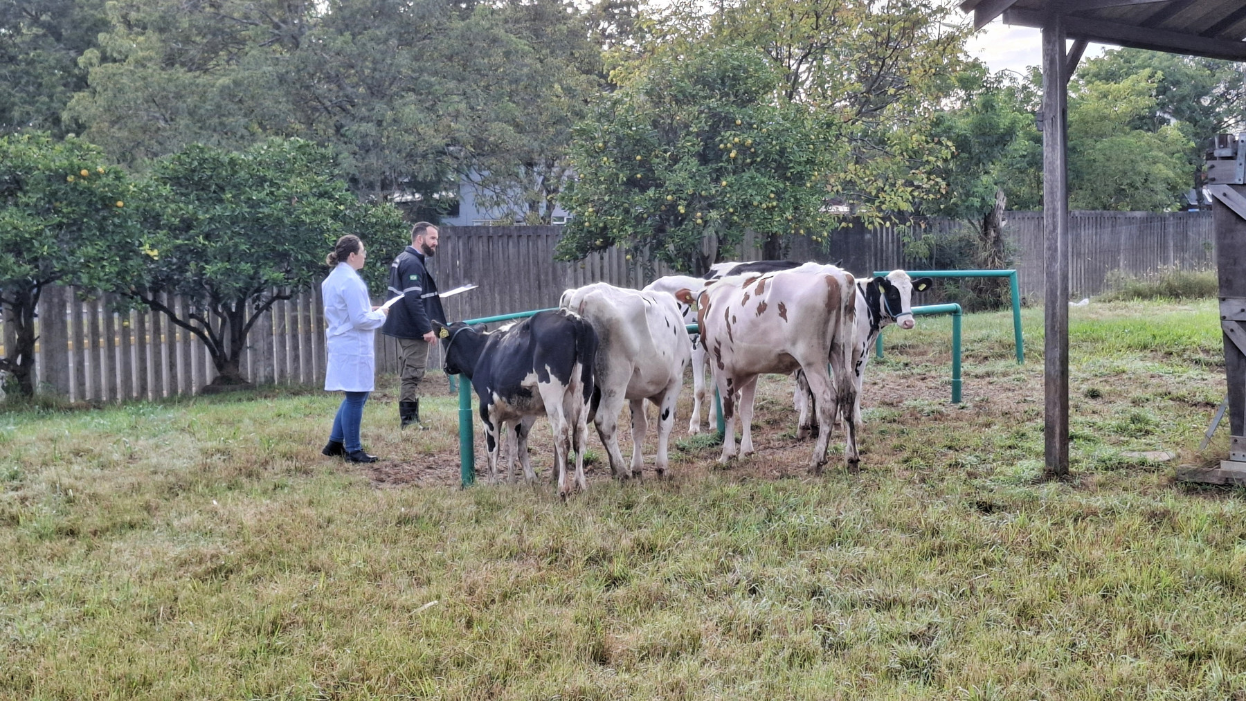 Chegam os primeiros animais para a Fenasul Expoleite 2025