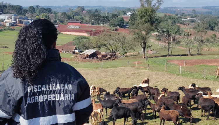 RS completa 5 anos de retirada da vacina contra febre aftosa