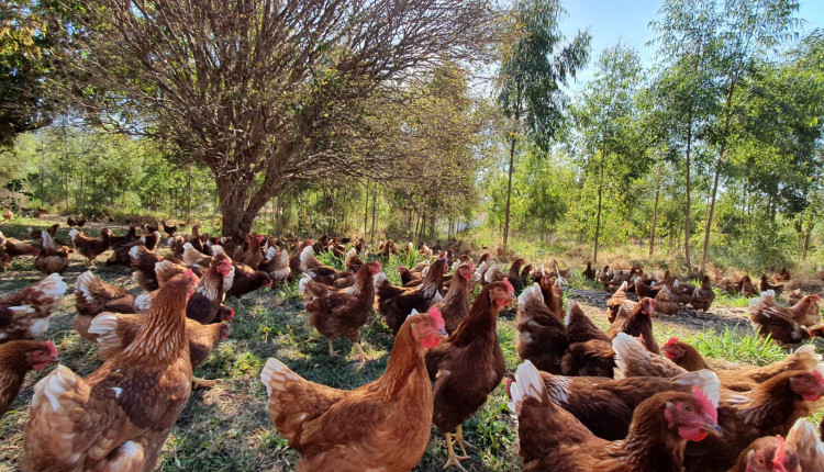 Produção de ovos com galinhas livres ganha força na avicultura brasileira para promover a sustentabilidade e o bem-estar animal