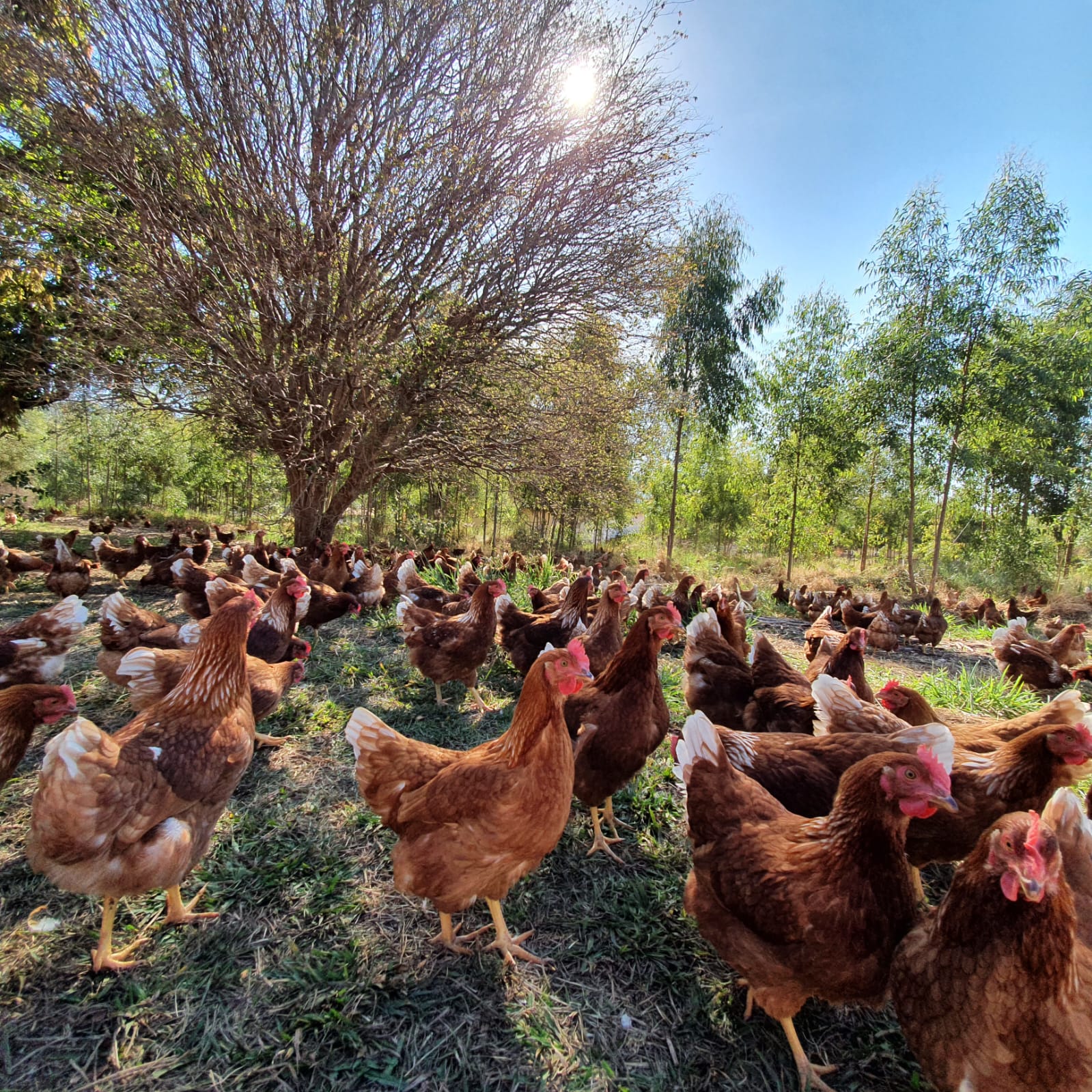 Produção de ovos com galinhas livres ganha força na avicultura brasileira para promover a sustentabilidade e o bem-estar animal