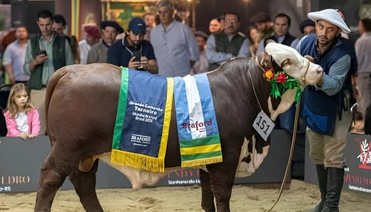 Fazenda de São Gabriel leva Grandes Campeonatos terneiro e terneira argola no 9º Mundial Braford