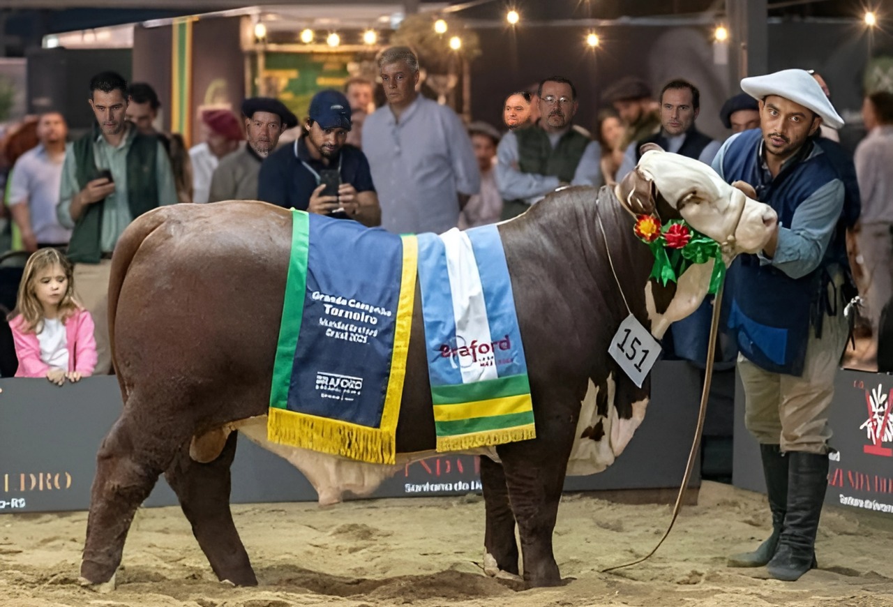 Fazenda de São Gabriel leva Grandes Campeonatos terneiro e terneira argola no 9º Mundial Braford