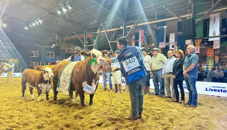 Julgamentos de diversas categorias marcam 18ª Exposição Nacional da Raça Hereford