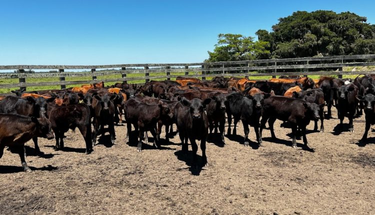 Cenário positivo impulsiona profissionalização na pecuária de cria