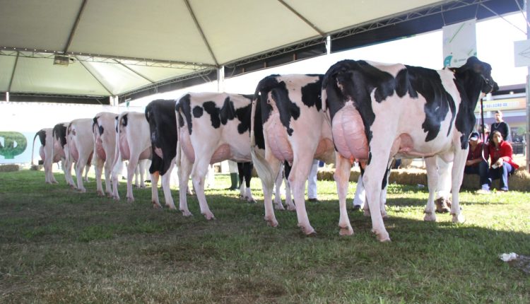 Raça Holandesa terá 149 animais na pista da Fenasul Expoleite 2025