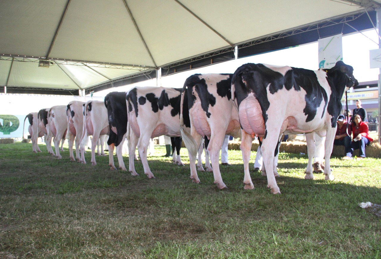 Raça Holandesa terá 149 animais na pista da Fenasul Expoleite 2025