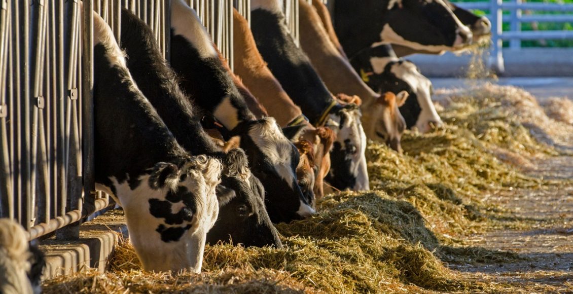 Suplementação com colina protegida combate riscos de distúrbios e garante transição produtiva para vacas leiteiras