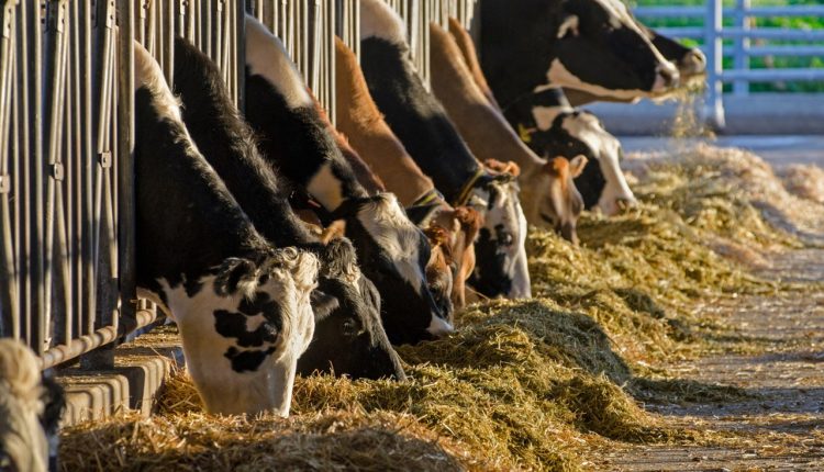 Suplementação com colina protegida combate riscos de distúrbios e garante transição produtiva para vacas leiteiras