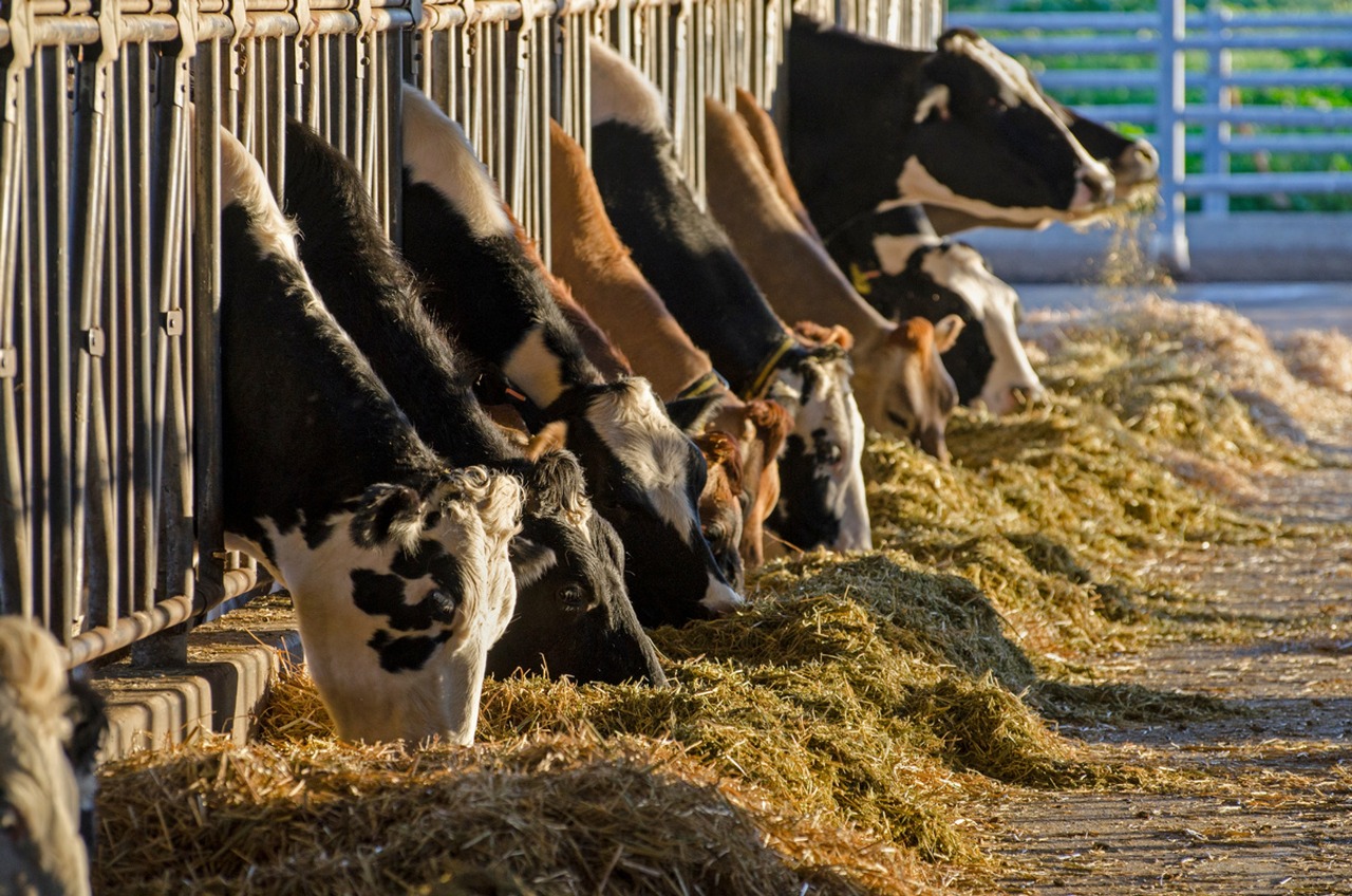 Suplementação com colina protegida combate riscos de distúrbios e garante transição produtiva para vacas leiteiras