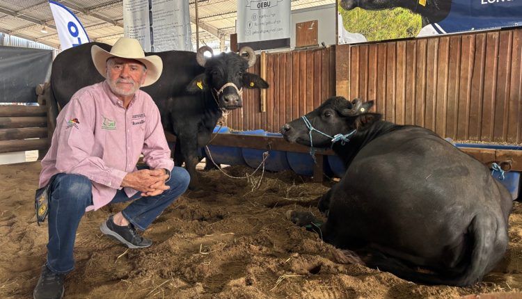 Mexicano julgará búfalos gaúchos na Fenasul Expoleite