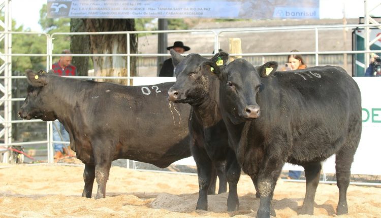 Definidos jurados da segunda Fenagen Promebo