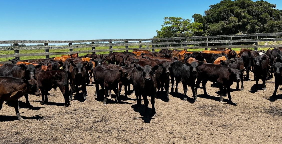 Consultor recomenda os sete pilares da Lavoura de Carne para aprimorar rebanho