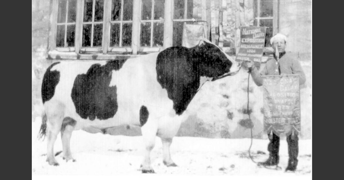 Johanna Rag Apple Pabst - exposicao de gado