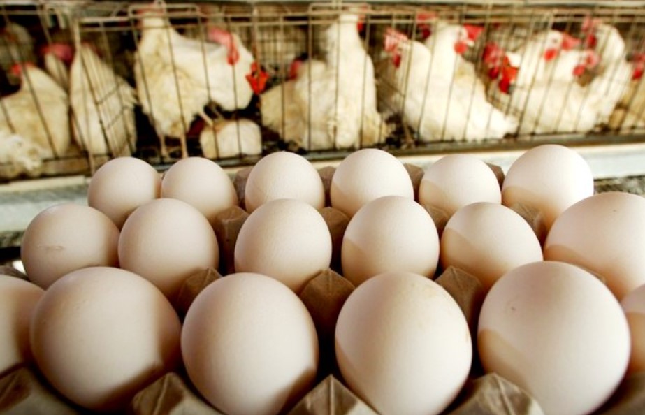 Recuo na compra de ovos pelos EUA chega a 31% e Brasil registra primeira queda em 2025
