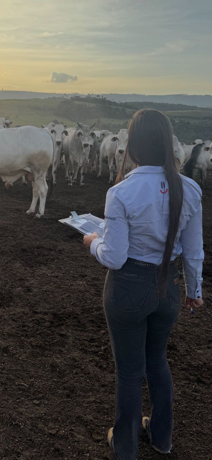 rastreabilidade do gado