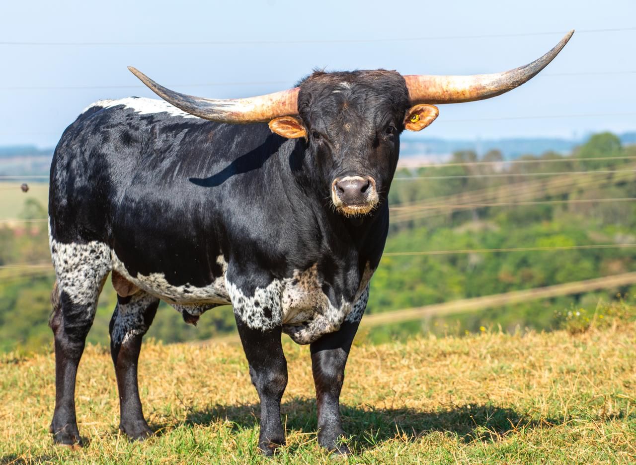 Com os maiores chifres do mundo, raça Longhorn será ofertada pelo Art Ranch no Leilão JBJ Ranch