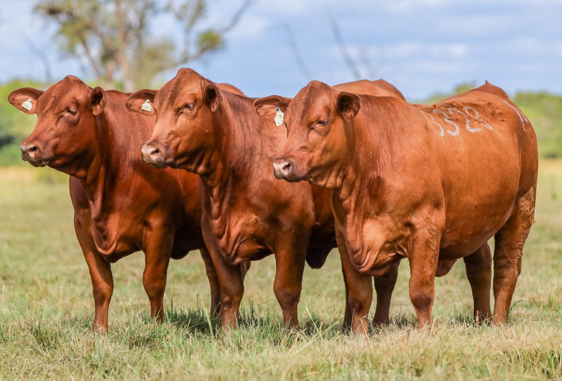 Brangus de excelência: Estância São Rafael realiza seu 1º Leilão Reserva Genética no dia 27