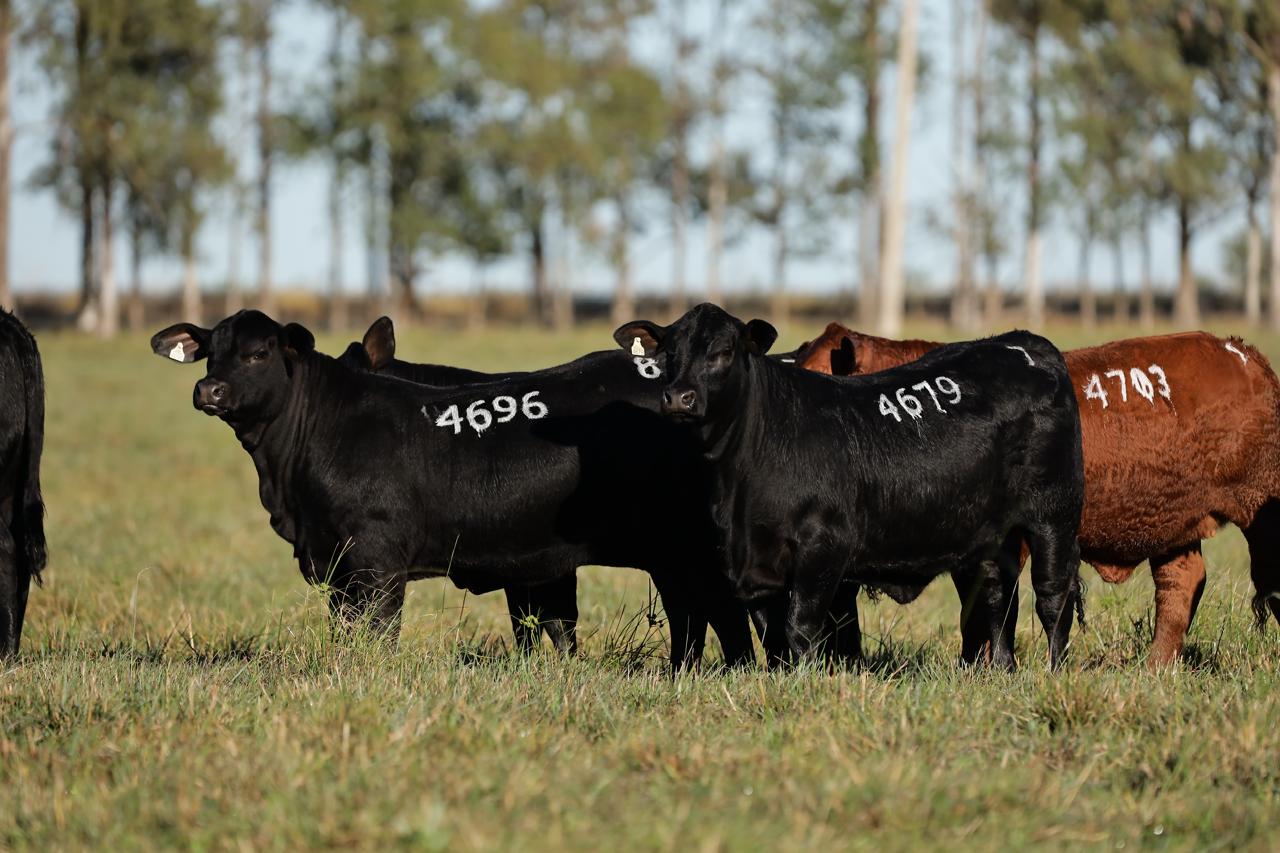 Brangus de excelência: Estância São Rafael realiza seu 1º Leilão Reserva Genética no dia 27