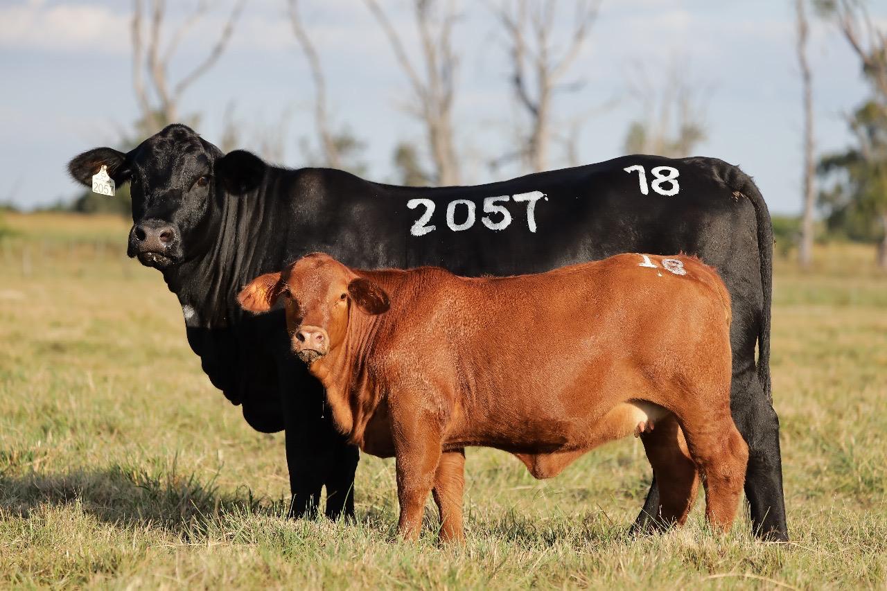 Brangus de excelência: Estância São Rafael realiza seu 1º Leilão Reserva Genética no dia 27