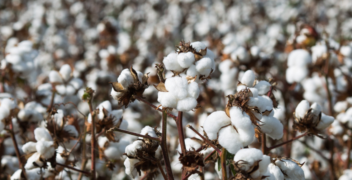 O poder das pragas de comprometer a produção de algodão do Cerrado