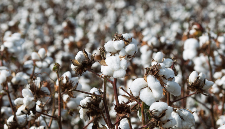 O poder das pragas de comprometer a produção de algodão do Cerrado
