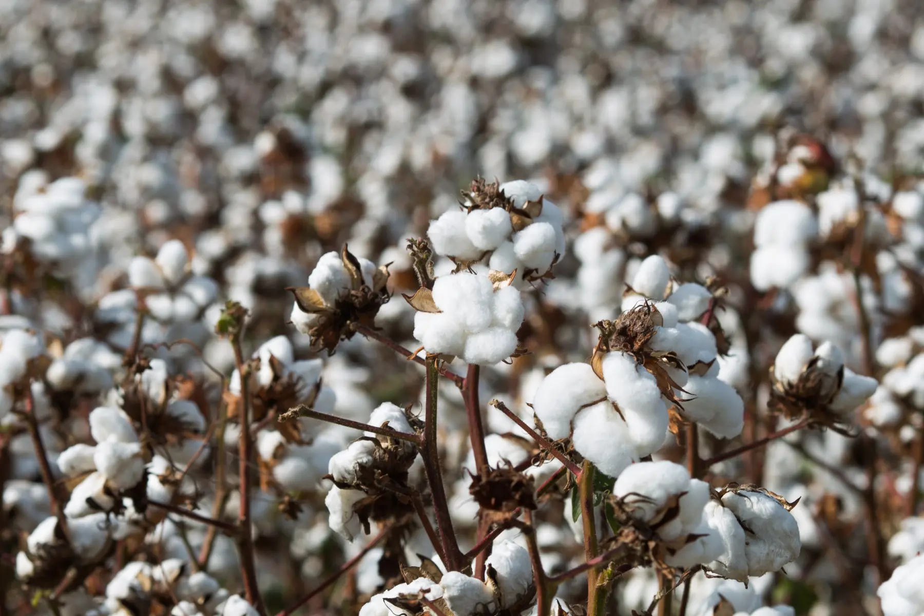 O poder das pragas de comprometer a produção de algodão do Cerrado