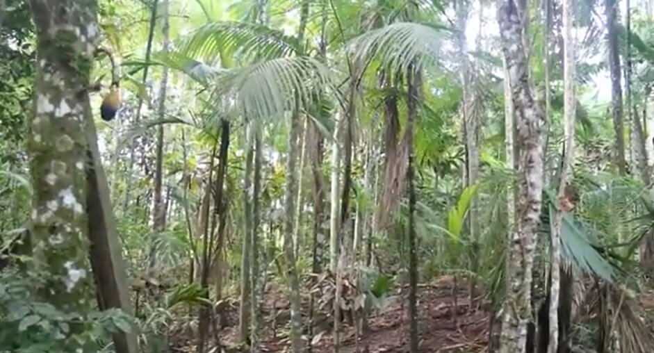 Estudo comprova viabilidade financeira de sistemas agroflorestais no Cerrado