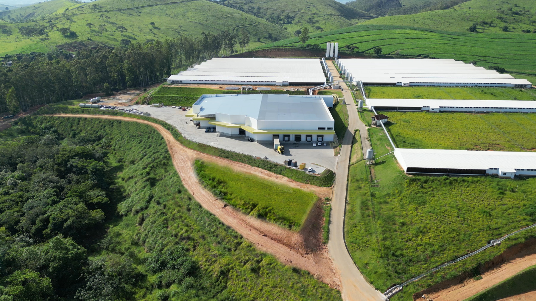 Produção de ovos com galinhas livres ganha força na avicultura brasileira para promover a sustentabilidade e o bem-estar animal