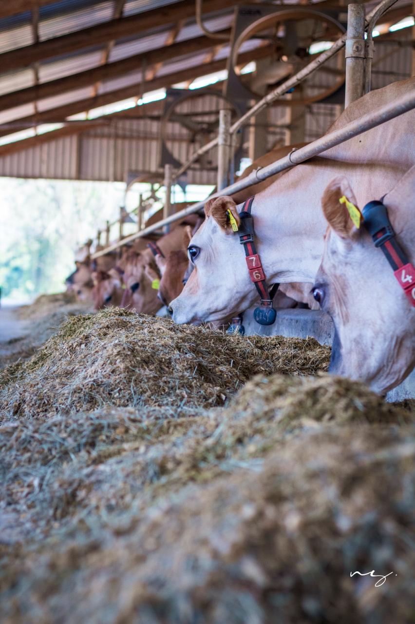 Da pastagem ao paladar: como os Laticínios Malagutti transformaram leite de vaquinhas felizes em um business milionário, sustentável, inovador e familiar