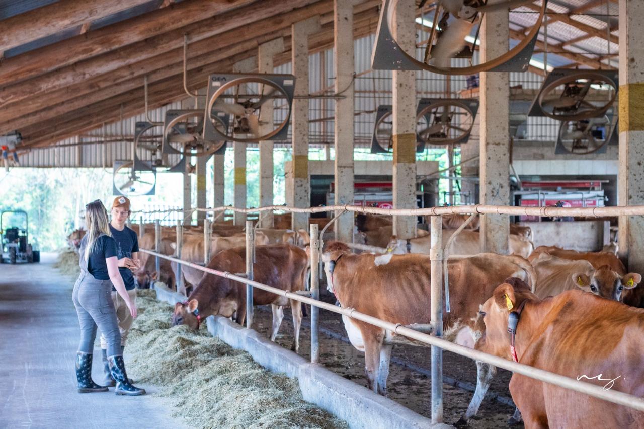 Da pastagem ao paladar: como os Laticínios Malagutti transformaram leite de vaquinhas felizes em um business milionário, sustentável, inovador e familiar