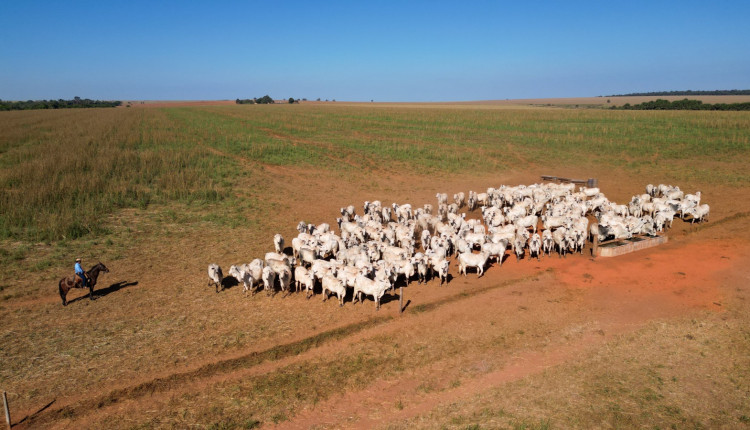 Pecuaristas de Mato Grosso investem na redução do estresse animal para melhorar a qualidade da carne
