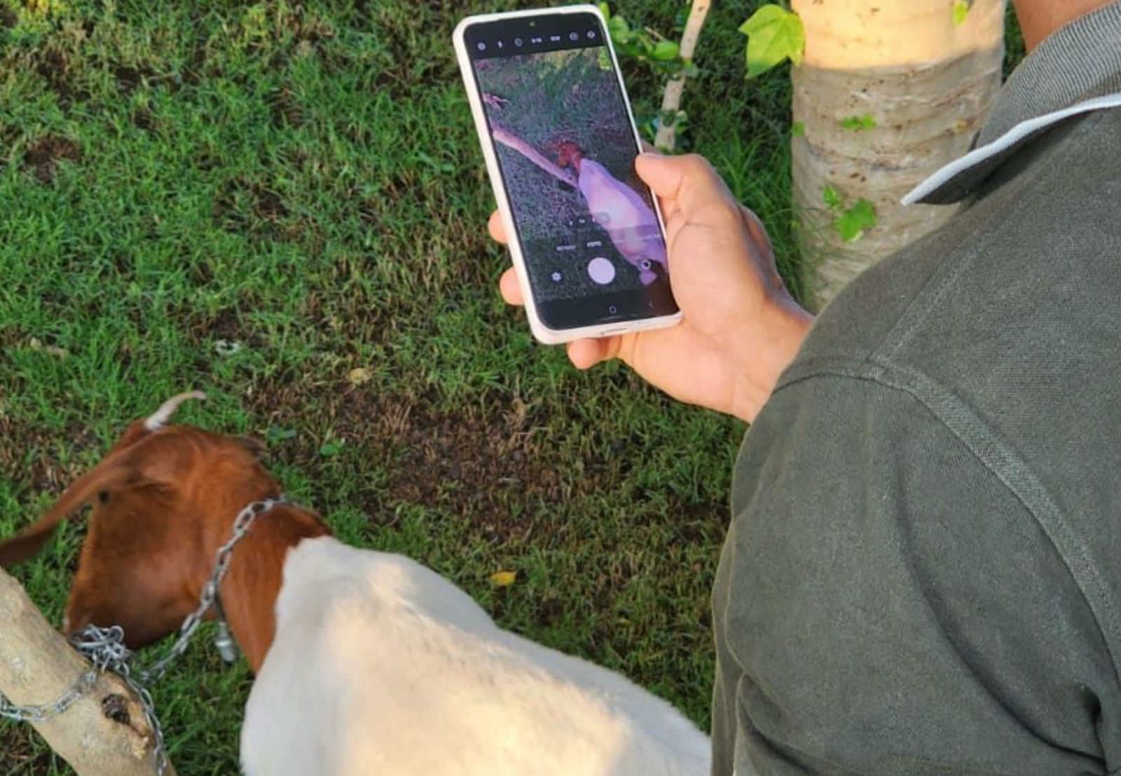 Startup do Nordeste cria aplicativo que pesa animais pelo celular utilizando apenas a foto
