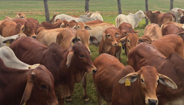 Bezerros F1 Brahman registram media 39 acima do indicador Cepea USP