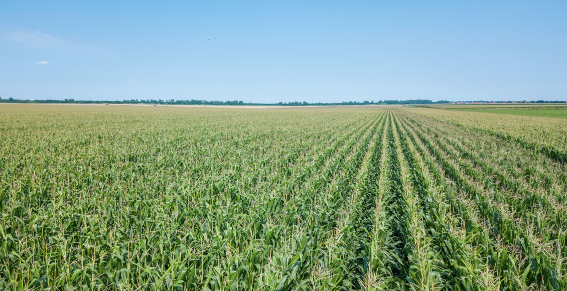 Área tratada por defensivos agrícolas cresce 1,8% no primeiro trimestre de 2025 no Brasil