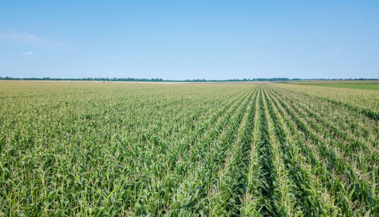 Área tratada por defensivos agrícolas cresce 1,8% no primeiro trimestre de 2025 no Brasil